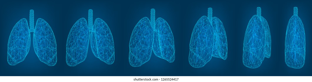 vector set. lungs and bronchi. 3d elements for design