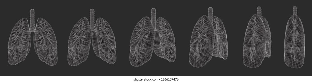 vector set. lungs and bronchi. 3d elements for design