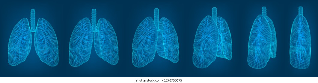 vector set. lungs and bronchi. 3d elements for design