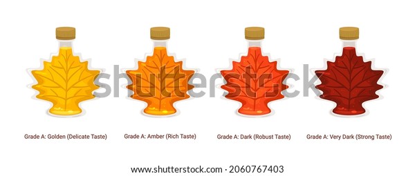 Vector Set Maple Grades Types Syrup Stock Vector (Royalty Free ...