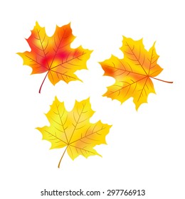 Vector set of maple leaves on white background