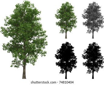 Vector set of Maple trees