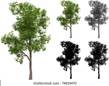 Vector set of Maple trees