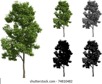 Vector set of Maple trees