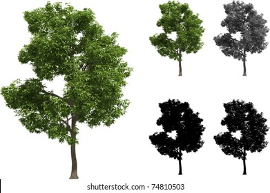 Vector set of Maple trees