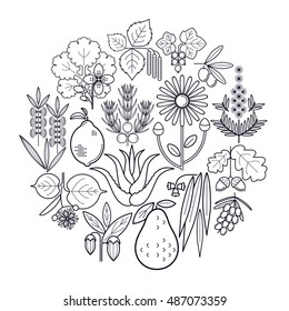 Vector set medical herbs. Currant, olive, juniper, celandine, sage, avocado, arnica, acacia, lime, tea tree, oak, buckthorn, eucalyptus, birch, lemon, aloe, jojoba. White and black. 