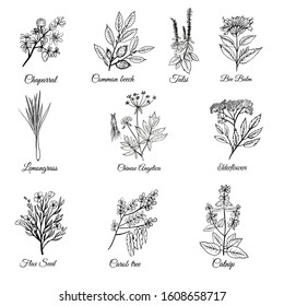 Vector  set of medical herbs. Sketch hand drawn illustration of medical plants.