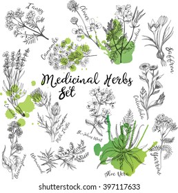 Vector set of   medicinal herbs sketches