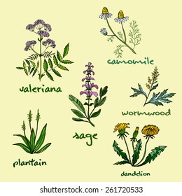 Vector set of medicinal plants