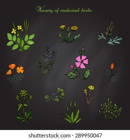 Vector set of medicinal plants