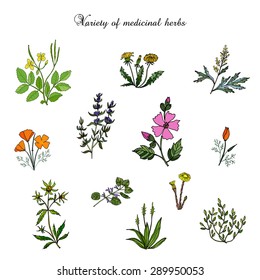 Vector set of medicinal plants