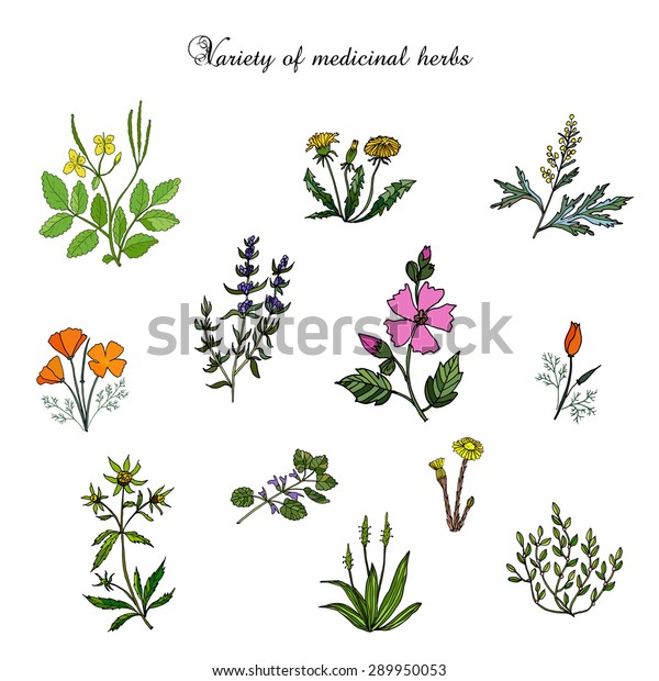 Vector Set Medicinal Plants Stock Vector (Royalty Free) 289950053