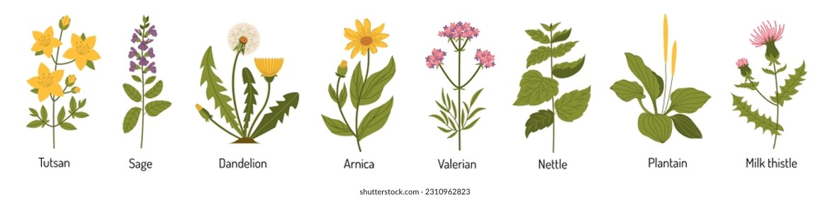 Vector set of medicinal plants. Medical herbs in flat style. Flowers and plants for tea and medicines