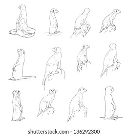 The vector set meerkat in many poses