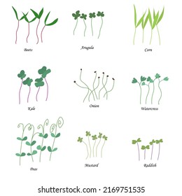 Vector set of microgreens. Herbs - peas, onions, corn, collards, mustard, watercress, arugula, beets. Growing plants at home