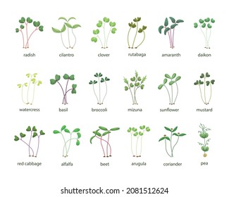 Vector set of microgreens illustrations. Healthy young seedlings. Healthy eco-friendly food.