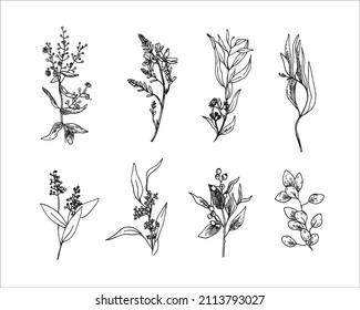Vector set minimalistic graphic sketch drawing. Illustration of floral botanical elements on a white isolated background.