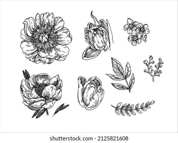 Vector set minimalistic graphic sketch drawing. Illustration of floral botanical elements on a white isolated background.