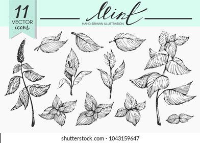 Vector set with mint illustrations