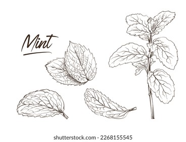 Vector set with mint illustrations