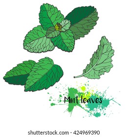 Vector set of mint leaves. Fresh green bakery and cooking spice. Good for cocktails and deserts. Hand drawn. 