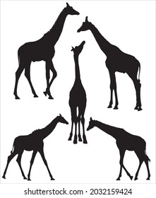 Vector set of monochrome silhouettes of giraffes. African animal figures with a long neck
