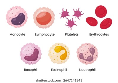 Vector set of Monocyte, Lymphocyte, Eosinophil, Neutrophil, Basophil, Platelet, Erythrocytes. Types of blood cells.