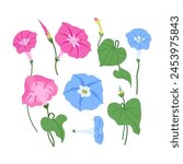Vector set of morning glory pink flowers and leaves on stems isolated on white background. Summer garden plant botanical illustration for for greeting cards, wedding invitation,textiles, wallpaper