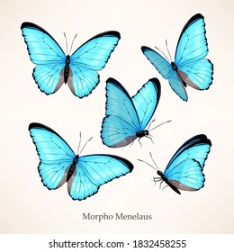 Vector set of morpho butterflies in five different views and poses