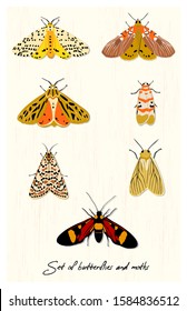 vector set multicolored butterflies and moths ,hand drawn picture