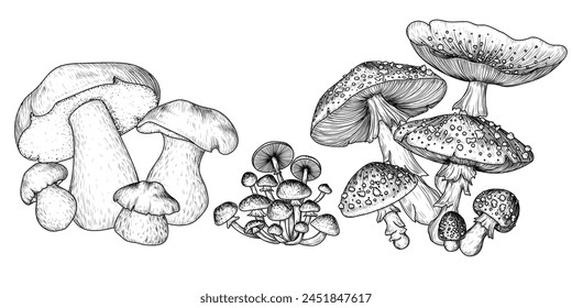 Vector set of mushroom bushes. Fly agaric, honey mushroom, porcini mushroom in engraving style