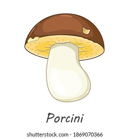 Vector set of mushroom isolated on white. Edible porcin. Flat cartoon style
