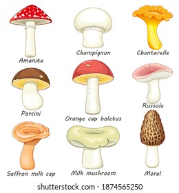 Vector set of mushroom isolated on white. Amanita, milk mushroom, chanterelle, porcini, champignon, russula, saffron milk cap, orange cap boletus, morel