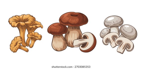 Conjunto vetorial de cogumelos, champinhons, chanterelles e cogumelos porcini