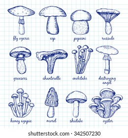 Vector Set of  Mushrooms for design menus, recipes and packages product