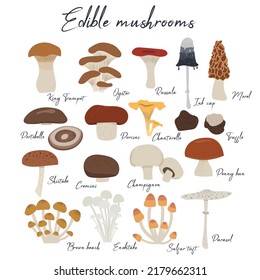 3,459 Cremini mushroom Images, Stock Photos & Vectors | Shutterstock