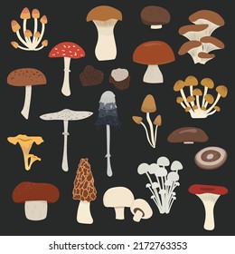 Vektorset aus Pilzen. Speise- und Giftpilze: King Trompete, Austern, Berosten, Tintenfisch, Morel, Portabello, Champignon, Penny Bun, Porcini, Chanterelle, Trüffel, Enoki, Shiitake, Parasol, Cremini