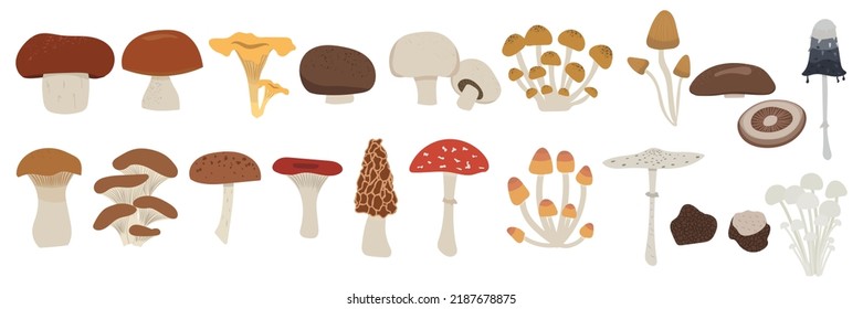 Vector set of mushrooms. edible and poison mushrooms: king trumpet, oyster, russula, ink cap, morel, portabello, champignon, penny bun, porcini, chanterelle, truffle, enoki, shiitake, parasol, cremini