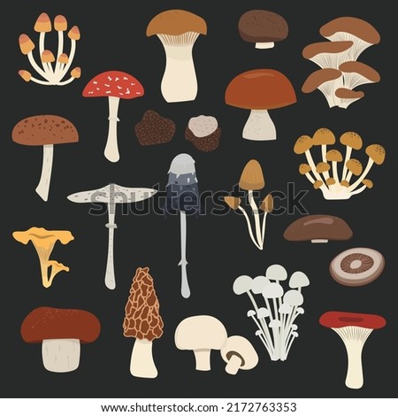 Vector set of mushrooms. Edible and poison mushrooms: King trumpet, oyster, russula, ink cap, morel, portabello, champignon, penny bun, porcini, chanterelle, truffle, enoki, shiitake, parasol, cremini