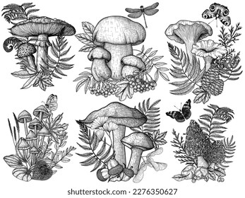 Vector set mushrooms in the forest in the style engraving  Graphic linear fly agaric   white mushroom  mycena  chanterelles  boletus  morel surrounded by plants  berries  acorns  insects