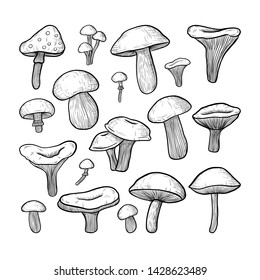 vector set of mushrooms: honey mushrooms, chanterelles, porcini, boletus, champignon. the style of engraving