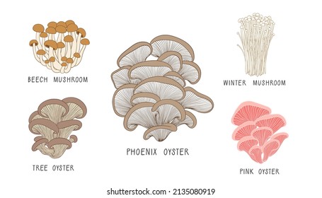 Vector set of mushrooms isolated on white background. Pleurotus salmoneostramineus. Forest edible fungi. Liquid culture. Agaricus djamor