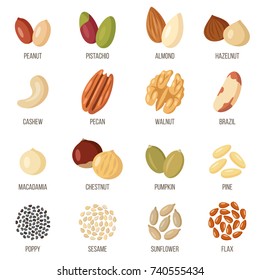 Vector set of named nuts and seeds. Flat style.