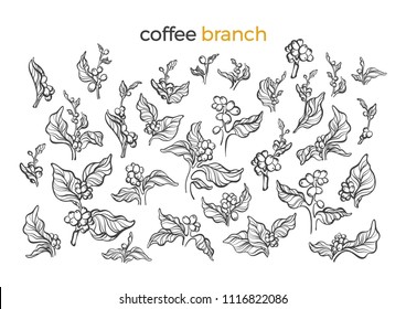 Vector set of natural coffee bush, branch, leaves, bean. Nature art line design. Floral illustration on white background Organic food, tropical drink Collection of icon, vintage symbol, bio ingredient