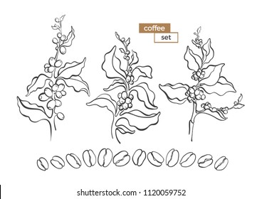 Vector set of natural coffee tree, bush, branch, leaves, bean. Nature art line design. Floral illustration on white background Organic food, tropical drink Collection of icon, symbol, bio ingredient