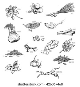 Vector set of natural, medicinal herbs and spices to prepare delicious and healthy food. Botanical illustrations.