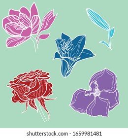 Vector set of natural plants and flowers design elements. Rose flower stock illustration