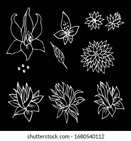 Conjunto vectorial de plantas naturales y elementos de diseño floral. Esbozo hecho a mano - ilustración de la flor