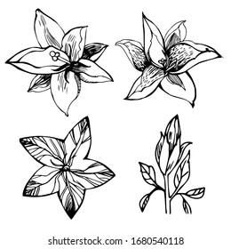 Vector set of natural plants and flowers design elements. Handmade sketch - flower stock illustration