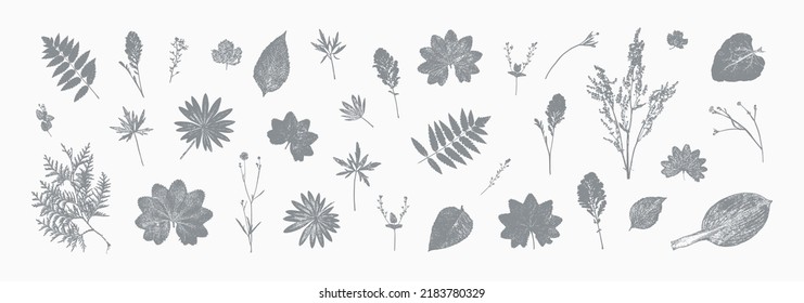 Vector Set of Natural Wildflowers and Herbs Print. Grass Leaf Silhouettes. Stamp Leaves. Textured Summer Meadow Plants Imprint.   Great for vintage floral design.